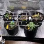 2x4x6 Autoflower Farm