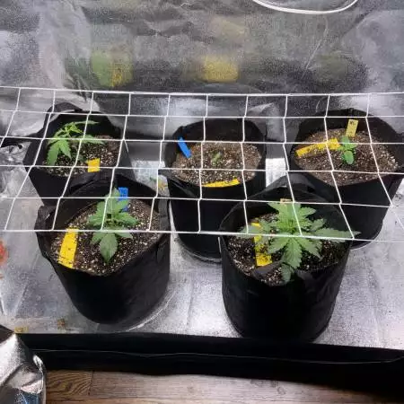 2x4x6 Autoflower Farm
