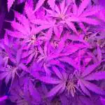 GSC 2