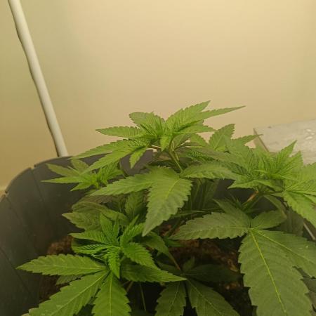 Neighbour gifted 2 seeds