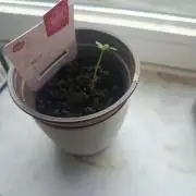 Neighbour gifted 2 seeds