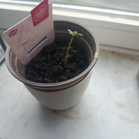 Neighbour gifted 2 seeds