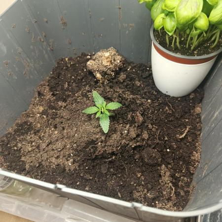 Neighbour gifted 2 seeds