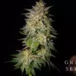 Agent Orange - Grave Seeds