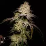 Bruce Banner - Grave Seeds