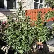 Organic Ohio Strains 2026 Backyard