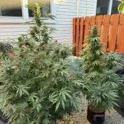 Organic Ohio Strains 2026 Backyard