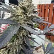 Organic Ohio Strains 2026 Backyard
