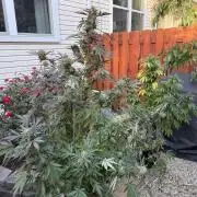 Organic Ohio Strains 2026 Backyard
