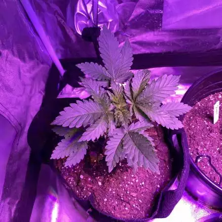 Blueberry OG & Scooby Snack 9/4/21
