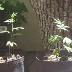 Aeroponic Sour Diesel- Kindbot
