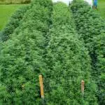 Outdoor jungle