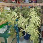 Thai Sativa Organic grow