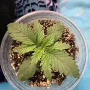 *Sweet Seeds* +Speed auto
