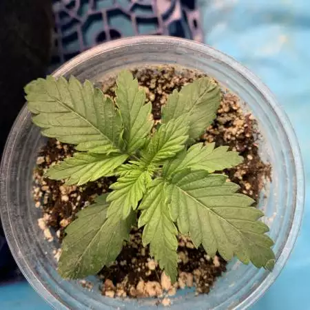 *Sweet Seeds* +Speed auto