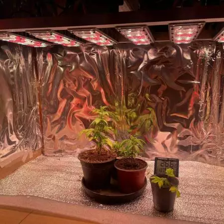 mi primer cultivo en growdiaries