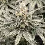 Gelato 