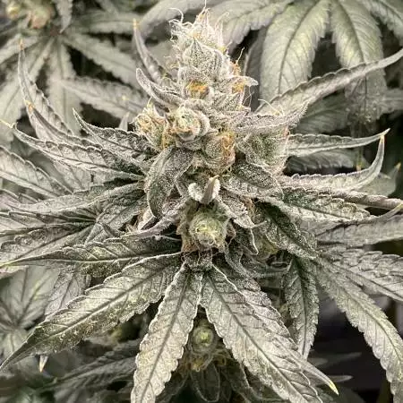 Gelato 