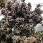 Good buds