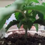 Blueberry