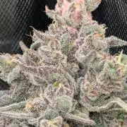 Jump Man - Exotic Genetics