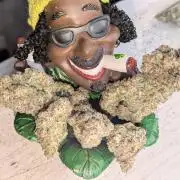 Jump Man - Exotic Genetics