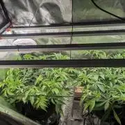 Jump Man - Exotic Genetics
