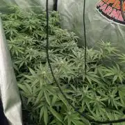 Jump Man - Exotic Genetics
