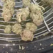 Cherry Cola Side Grow