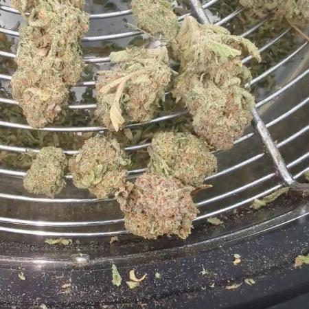 Cherry Cola Side Grow