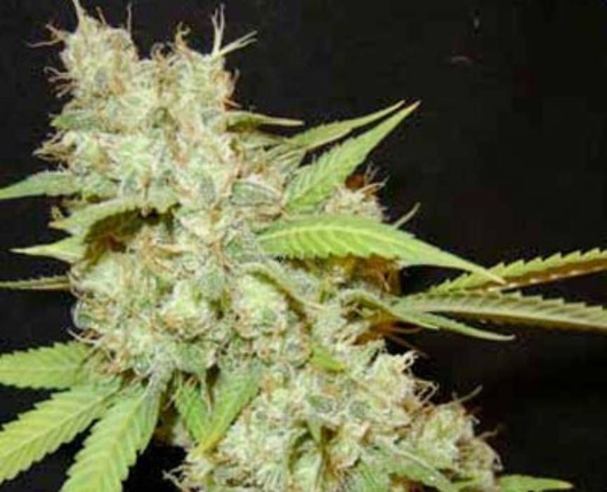 White Skunk Strain Info / White Skunk Weed By Seedism - GrowDiaries