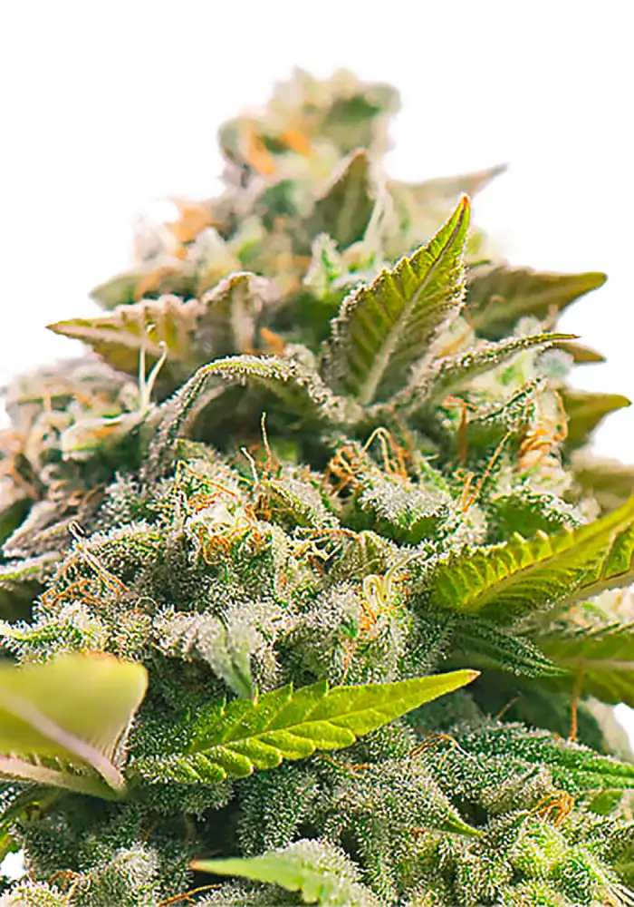 Pineapple Express auto