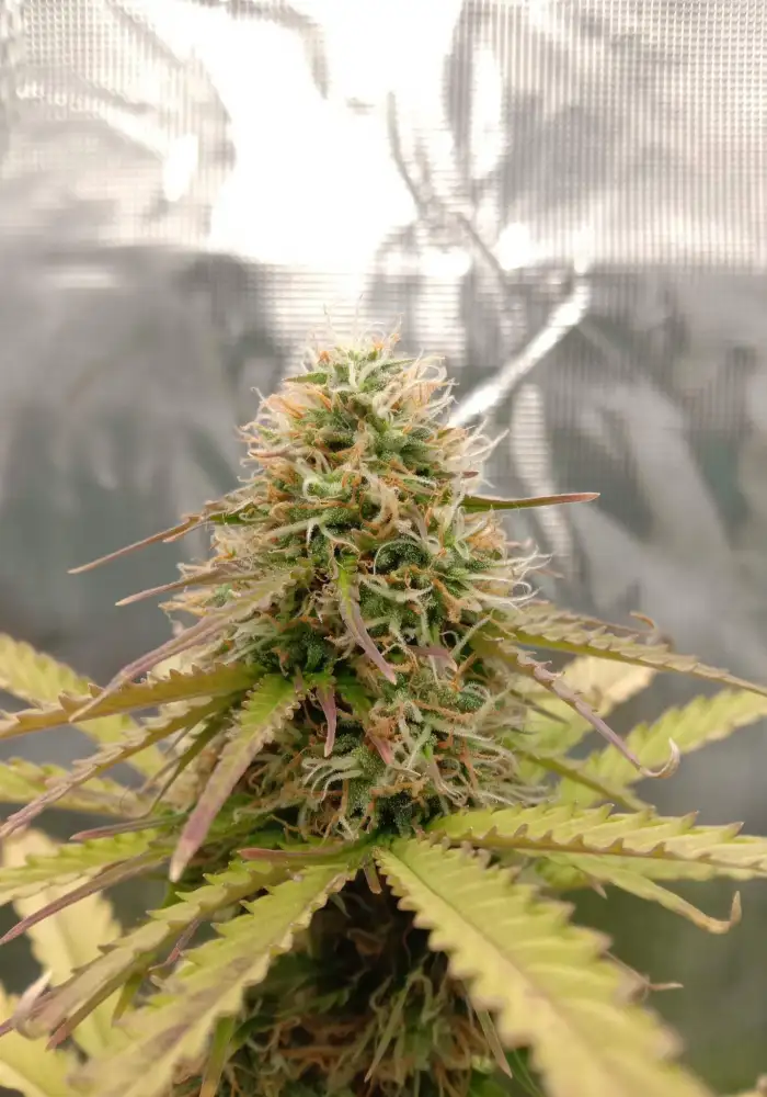Auto Gorilla Glue#4