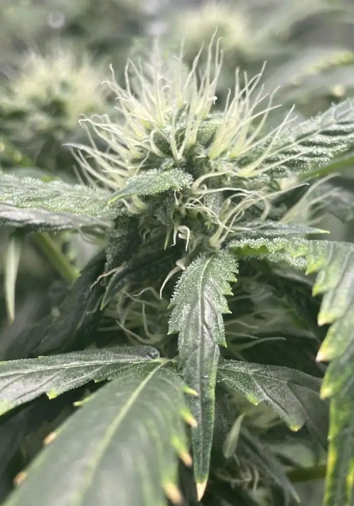 Auto Banana Punch
