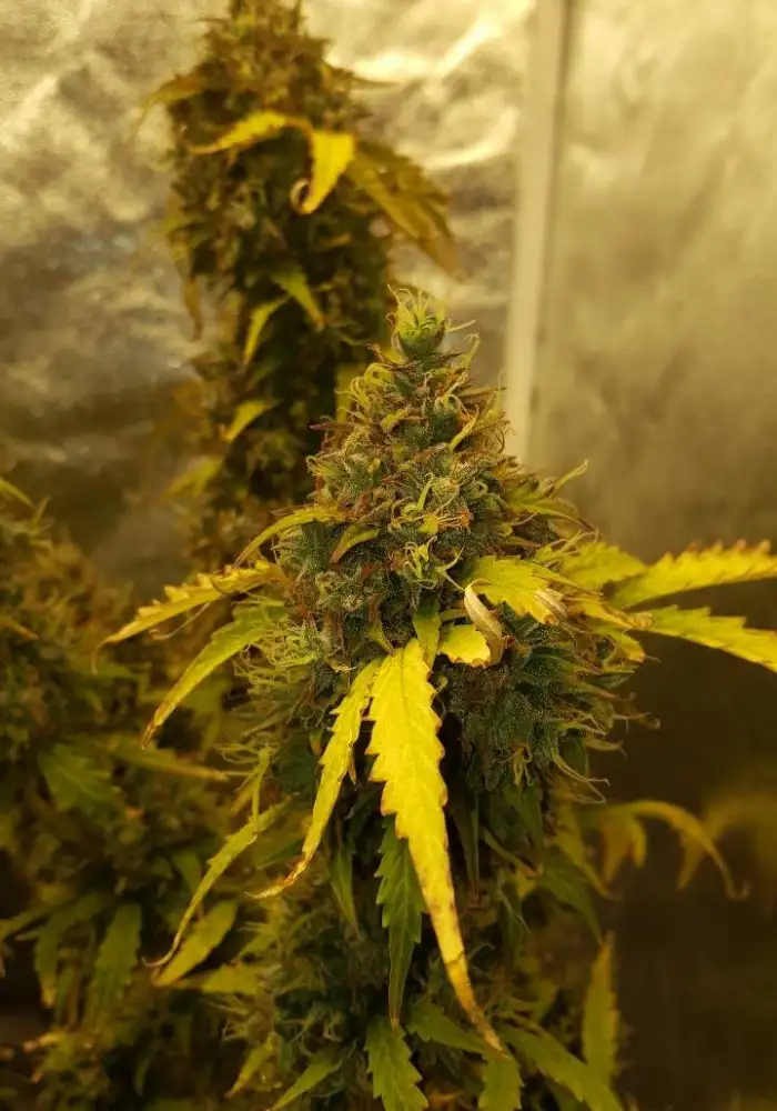 Auto Purple Kush