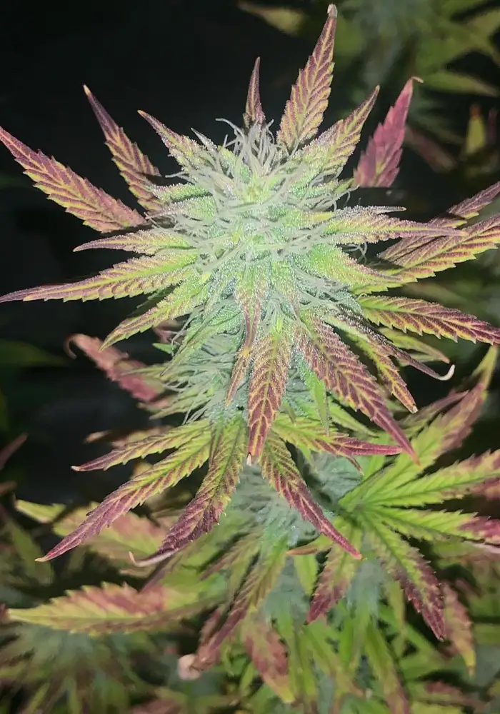 Vision Gelato Auto