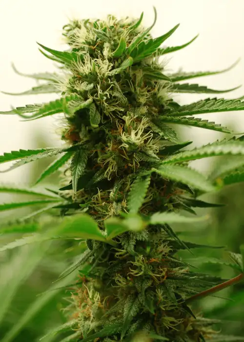 Amnesia Haze Autoflower
