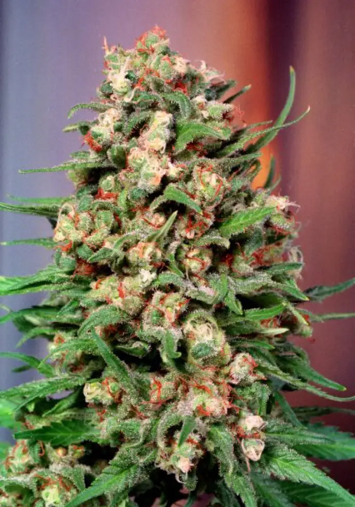 Skunk #1