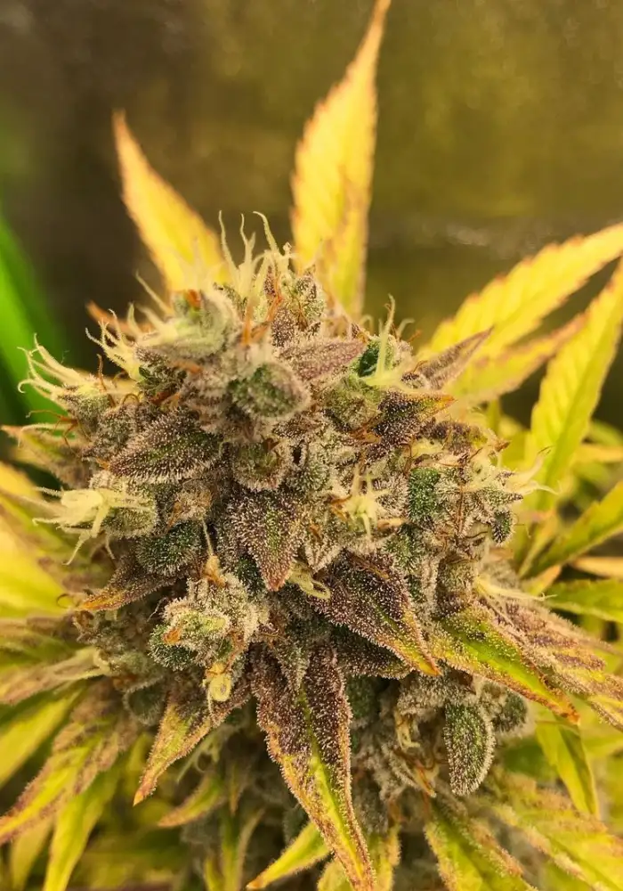 Purple Dodgers Auto F1