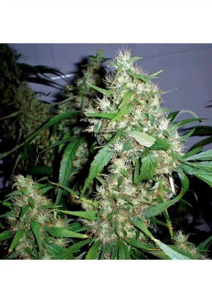 Auto Critical