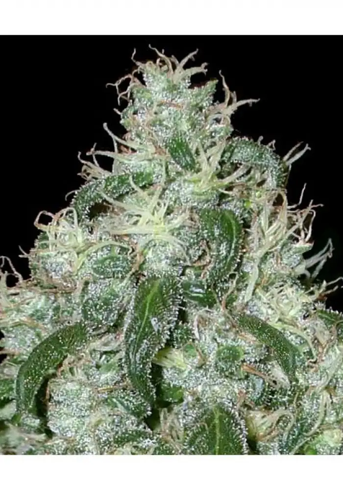 Auto White Widow