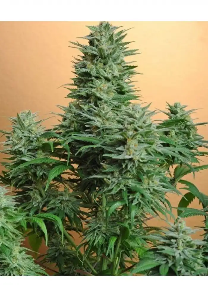 Auto M Haze