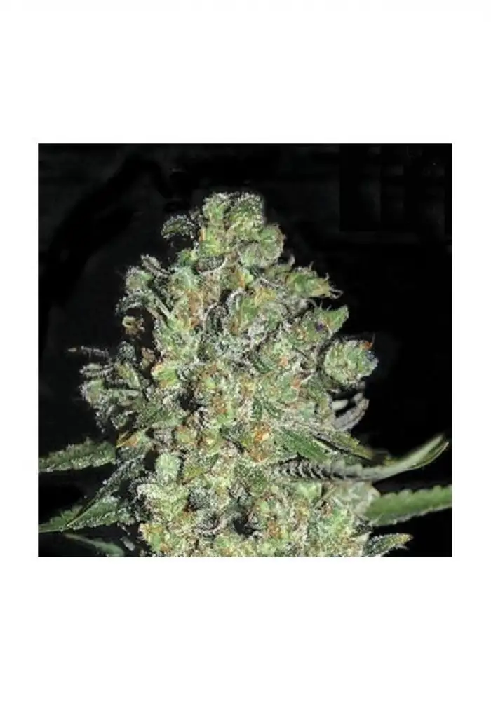 Auto Chronic