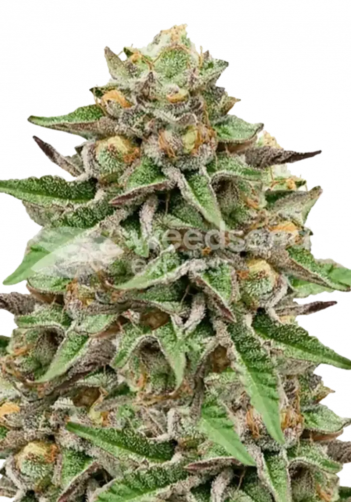 Gelato autoflower seeds