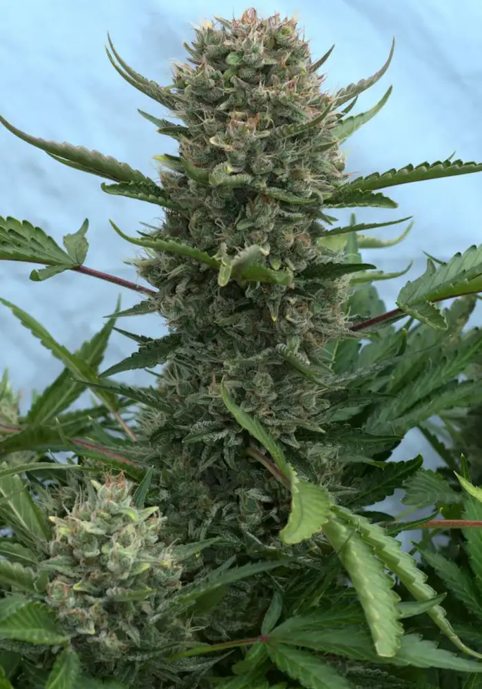 Auto Big Gelato