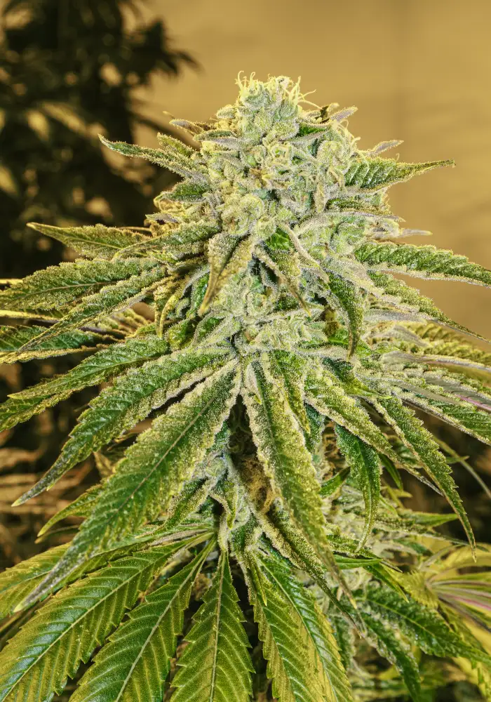 White Banana Auto