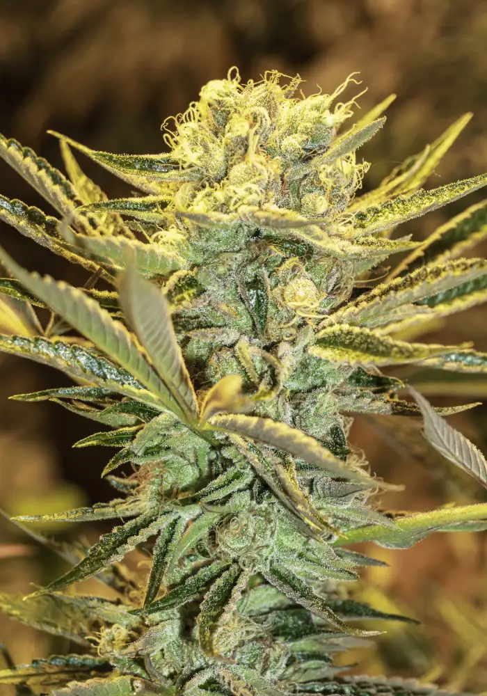 HippieBerrie