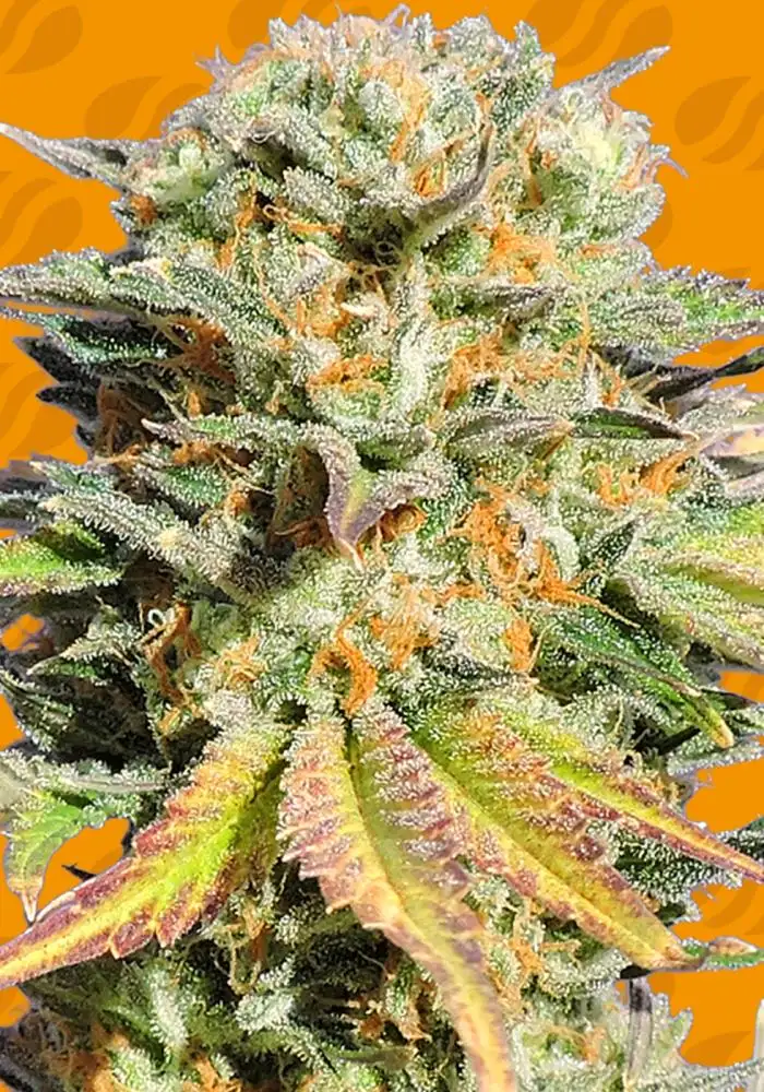 Bruce Banner #3