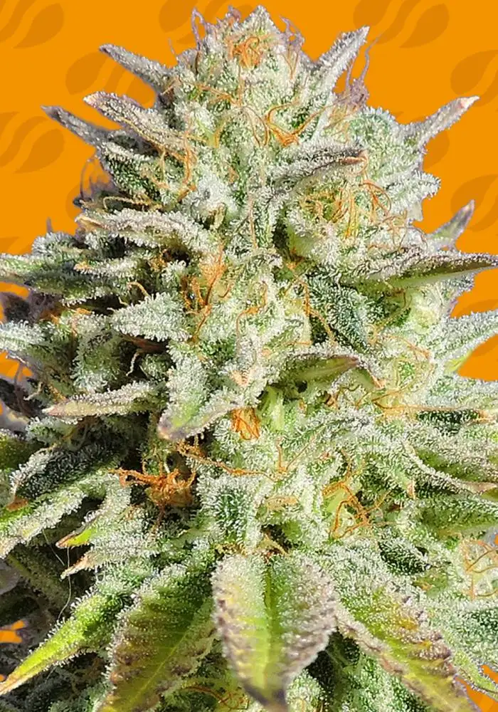GG4 Original Glue