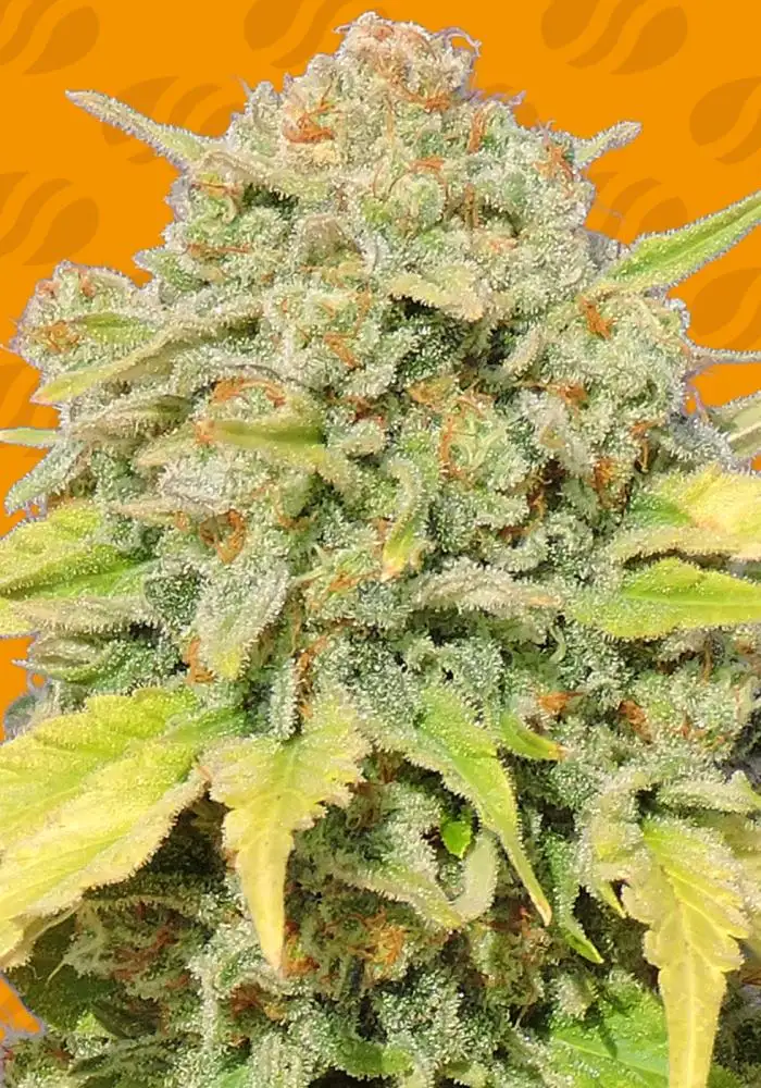 Zkittlez